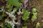 Woodland stonecrop